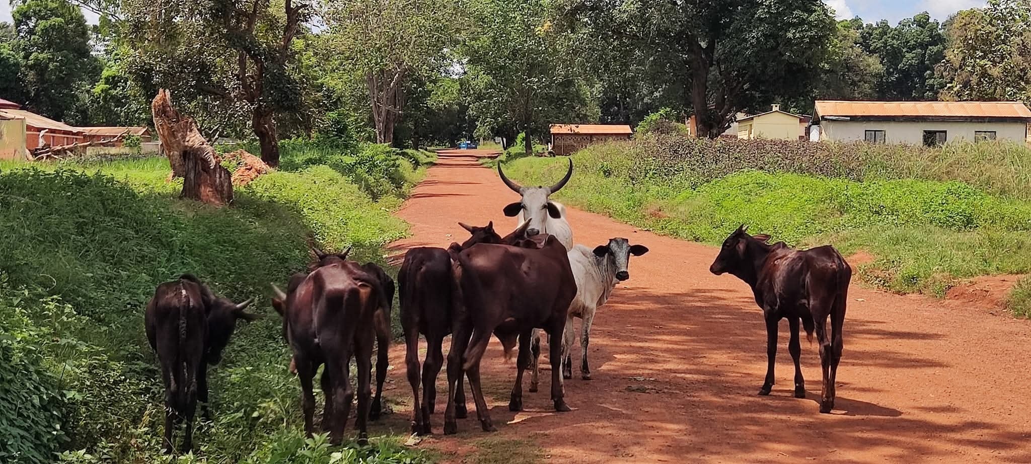 Tensions agro-pastorales à Batangafo : l'activité économique paralysée par les conflits fonciers