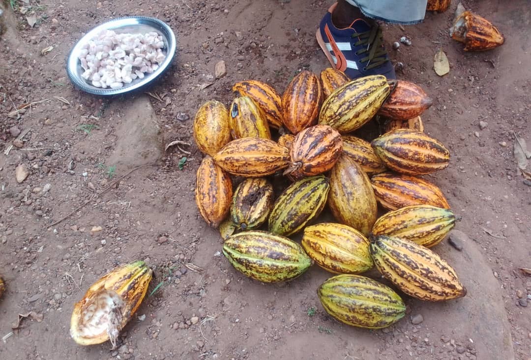 Le Cacao Oublié de Centrafrique : Un Secteur Ignoré