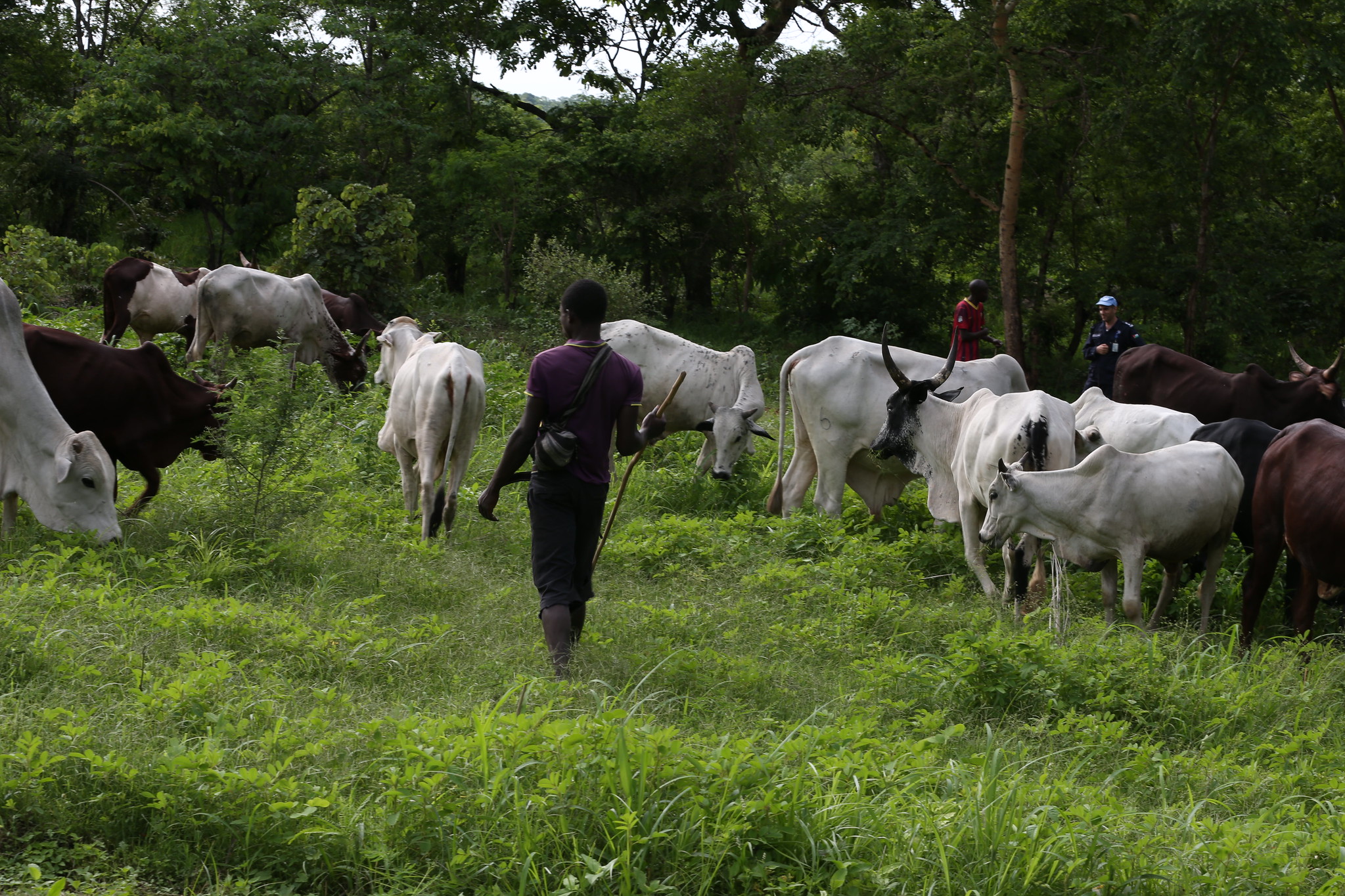 Violent affrontement entre éleveurs et agriculteurs à Keli
