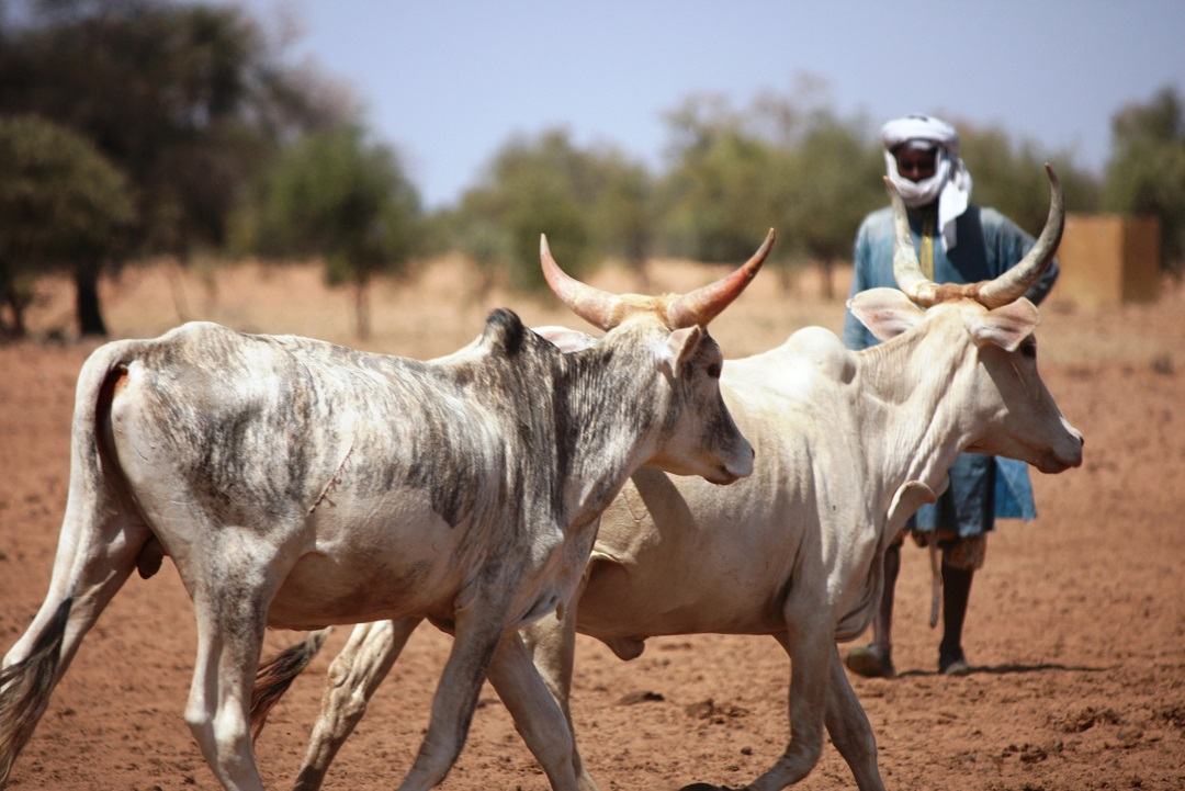 Tensions persist autour de Bocaranga : affrontements et poursuites judiciaires
