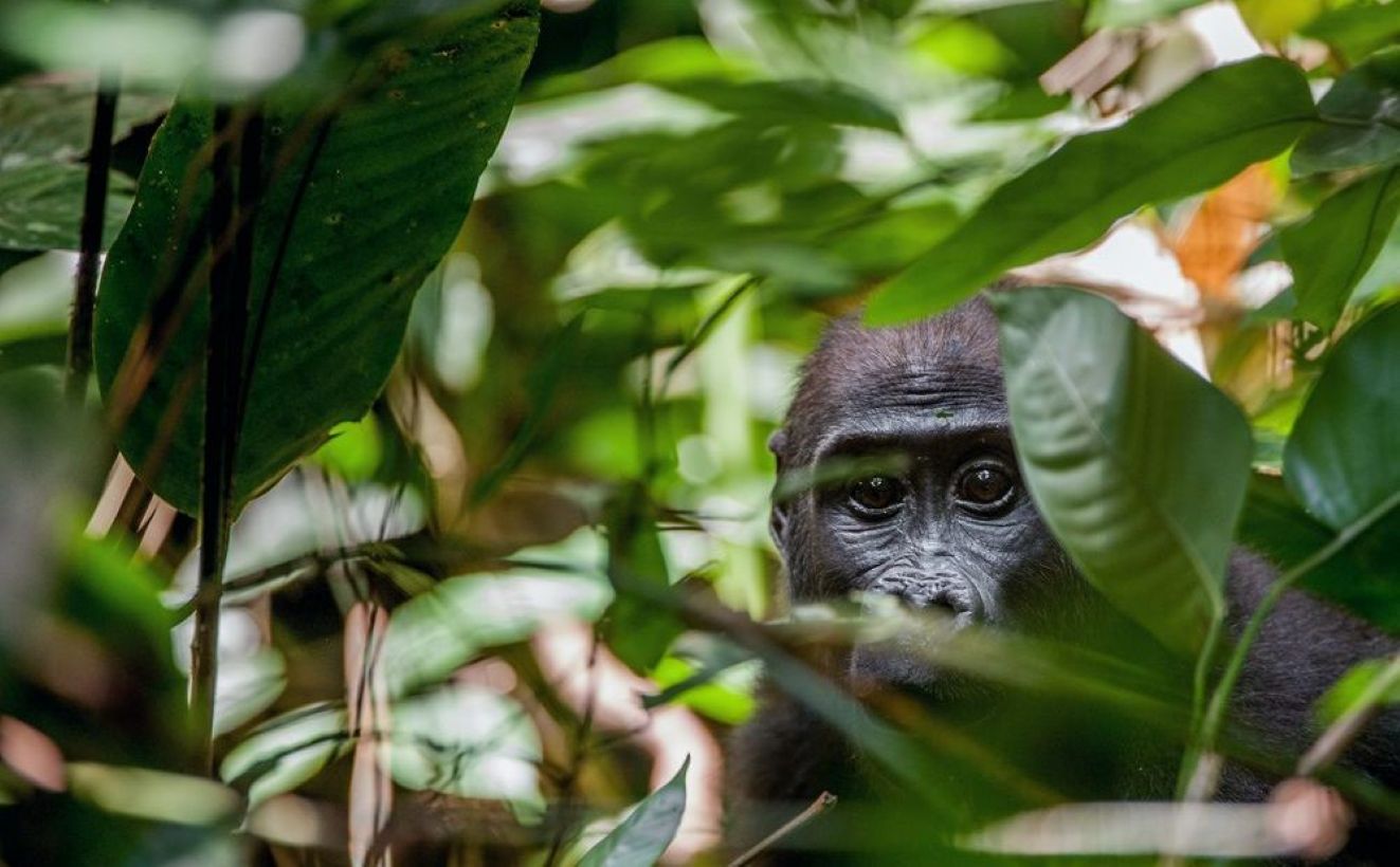Disparition des espèces naturelles en République Centrafricaine : un appel à l'action